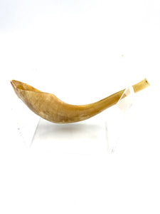 Shofar in natural Color
