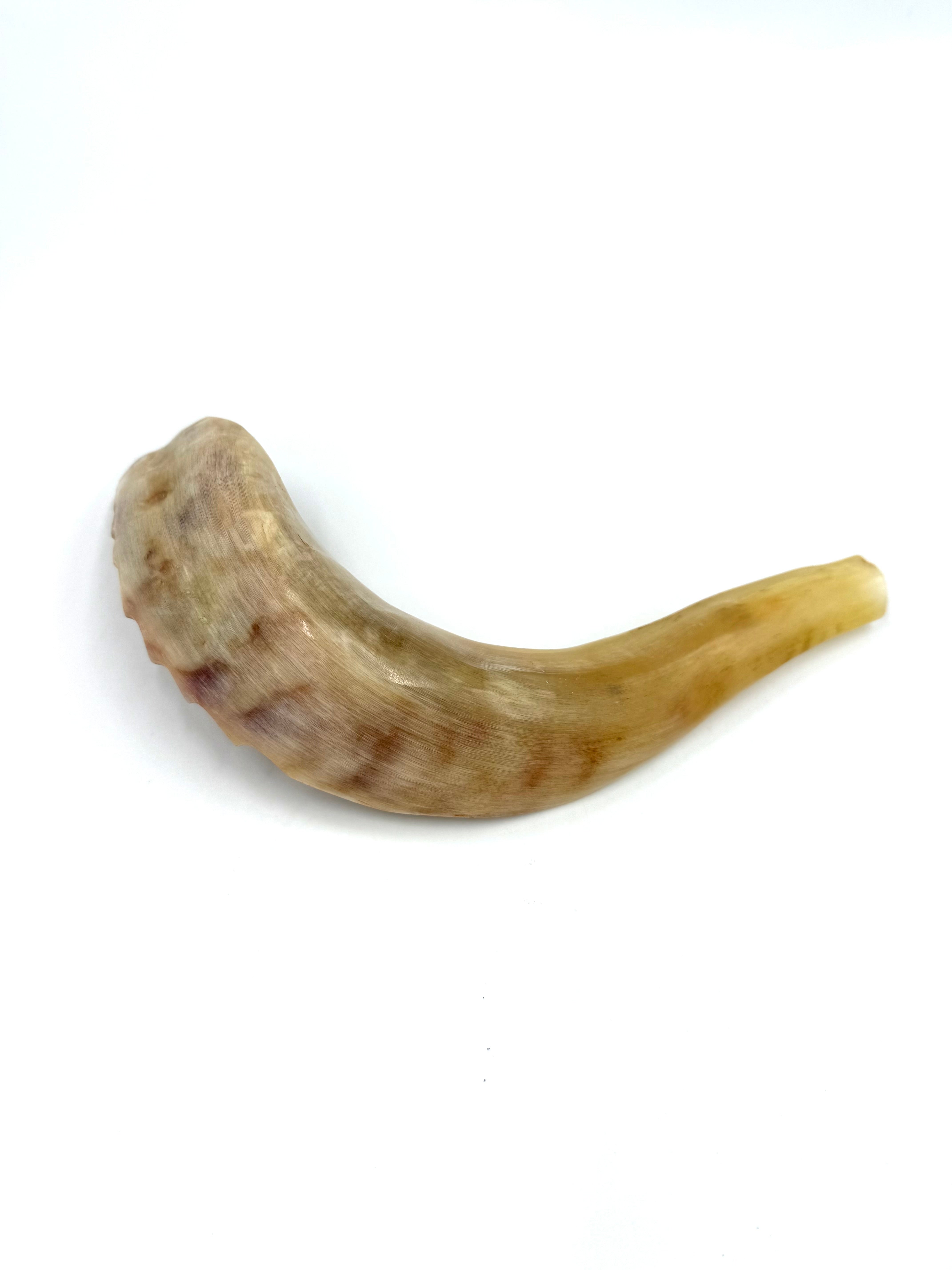Shofar in natural Color